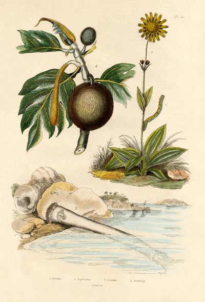 Arnica, 1833-39 by French School